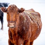 USDA Encourages Ag Producers, Residents to Prepare for Winter Storm Fern